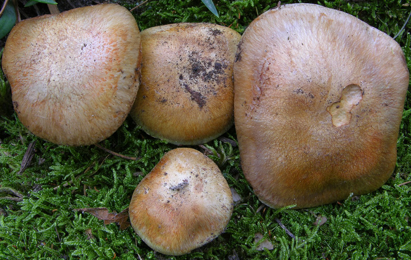 Cortinarius glaucopus da confermare.